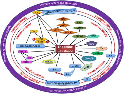 Endocrine Resistance in Hormone Receptor Positive Breast Cancer–From Mechanism to Therapy